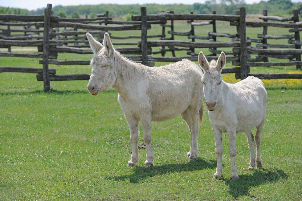 Albino Donkey
