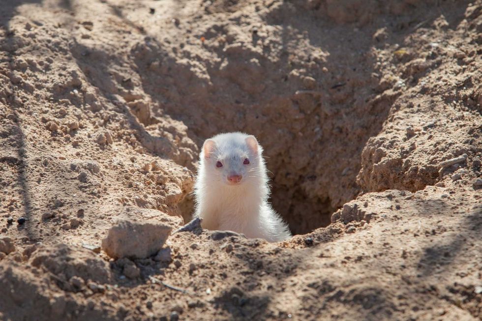 Albino Ferret