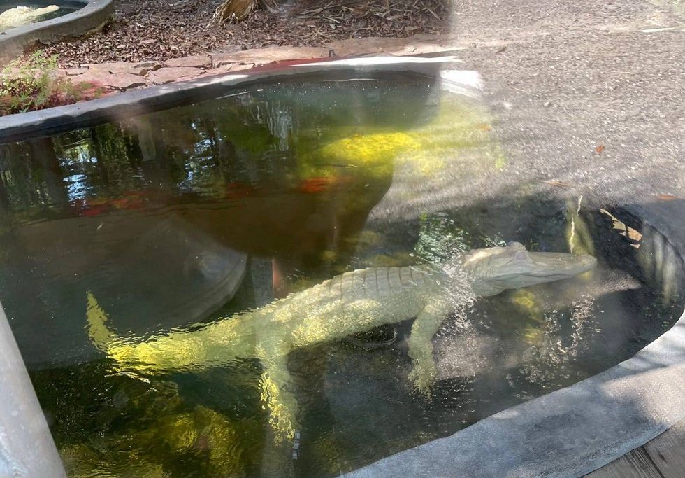 Albino Gator