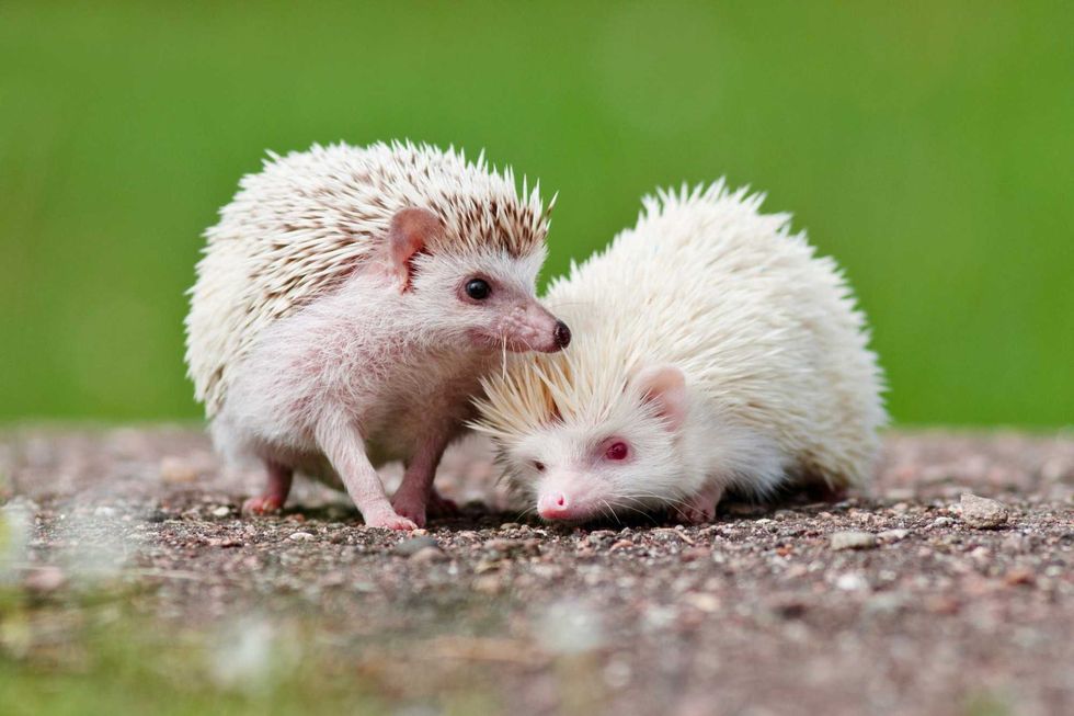 Albino Hedgehog