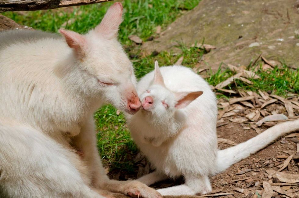 Albino Kangaroo
