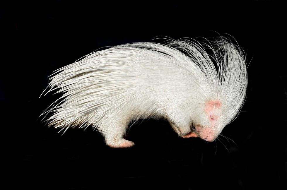 Albino Porcupine