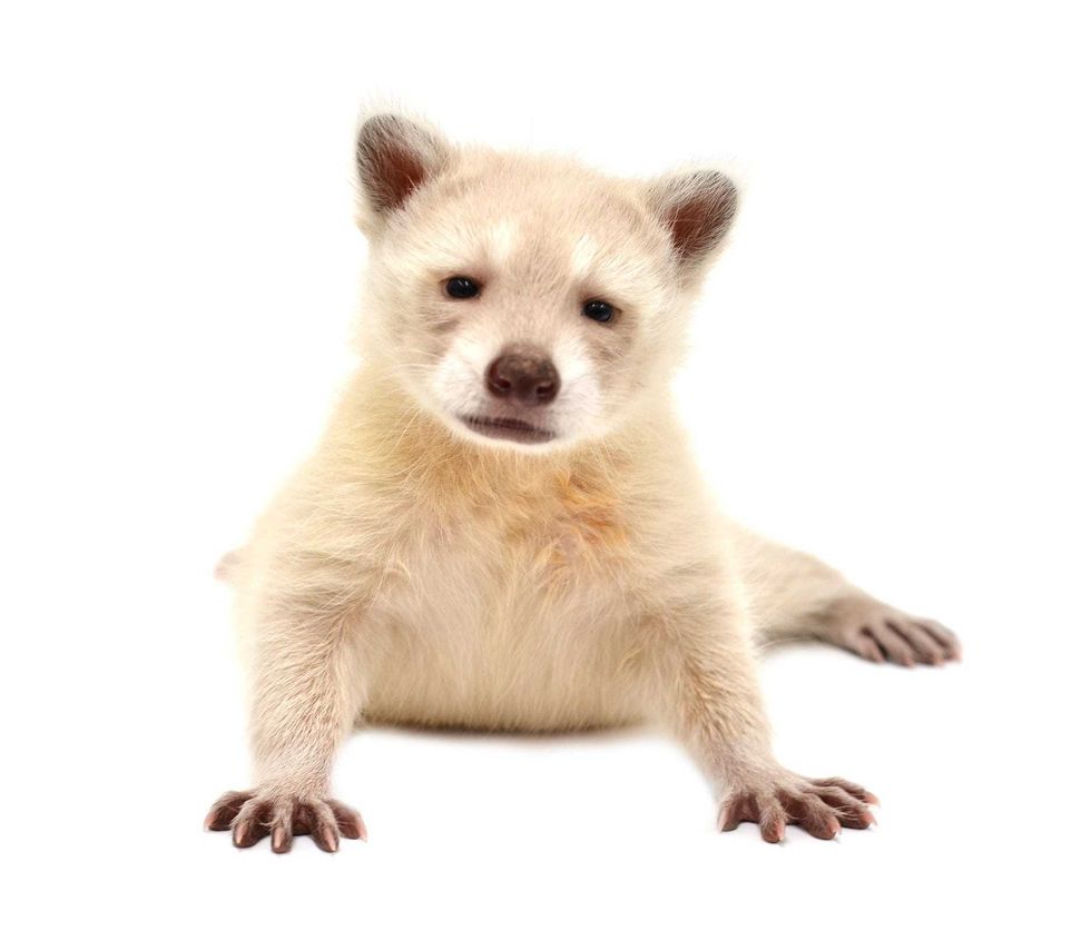 Albino Raccoon