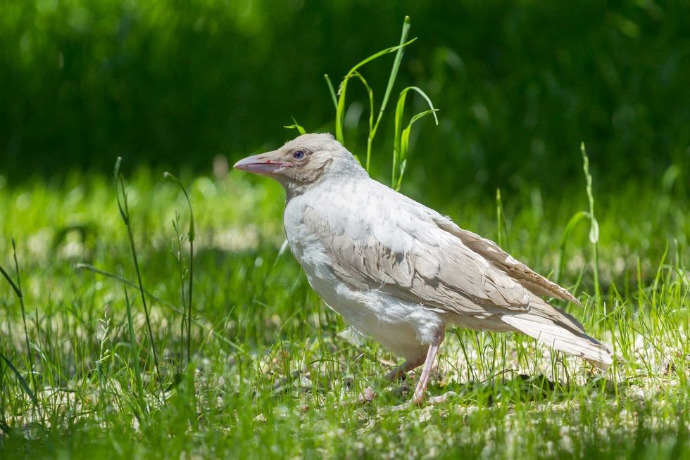 Albino Raven