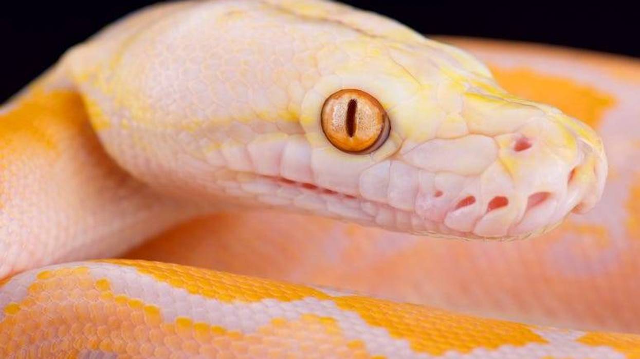 Albino Reticulated python