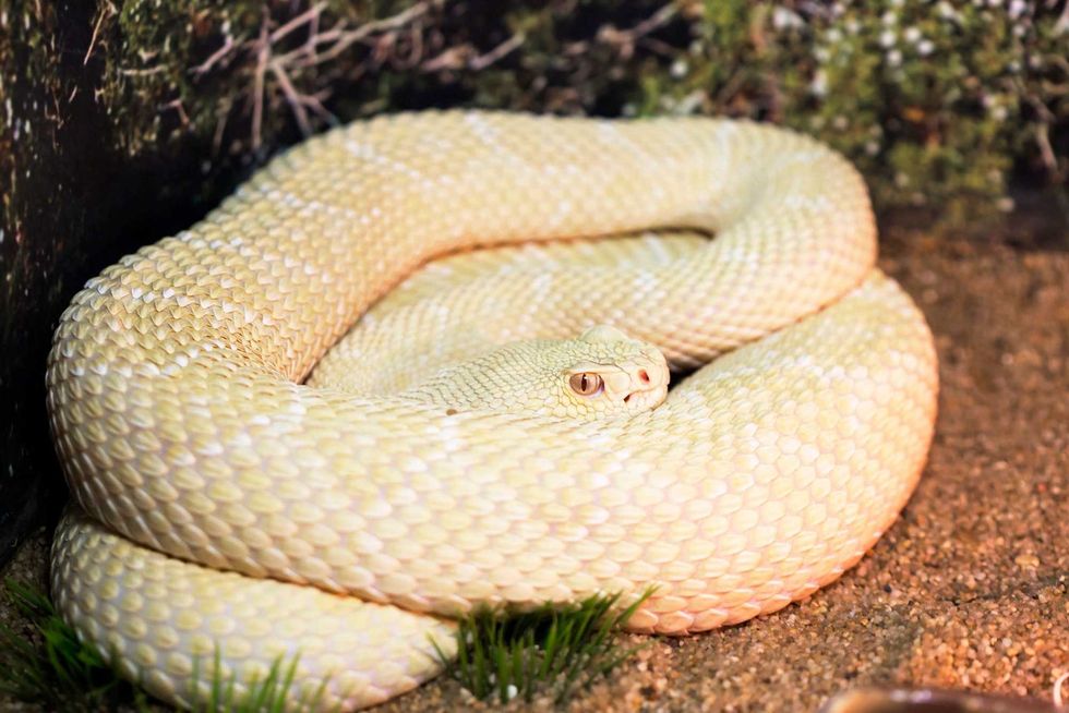 Albino Snake