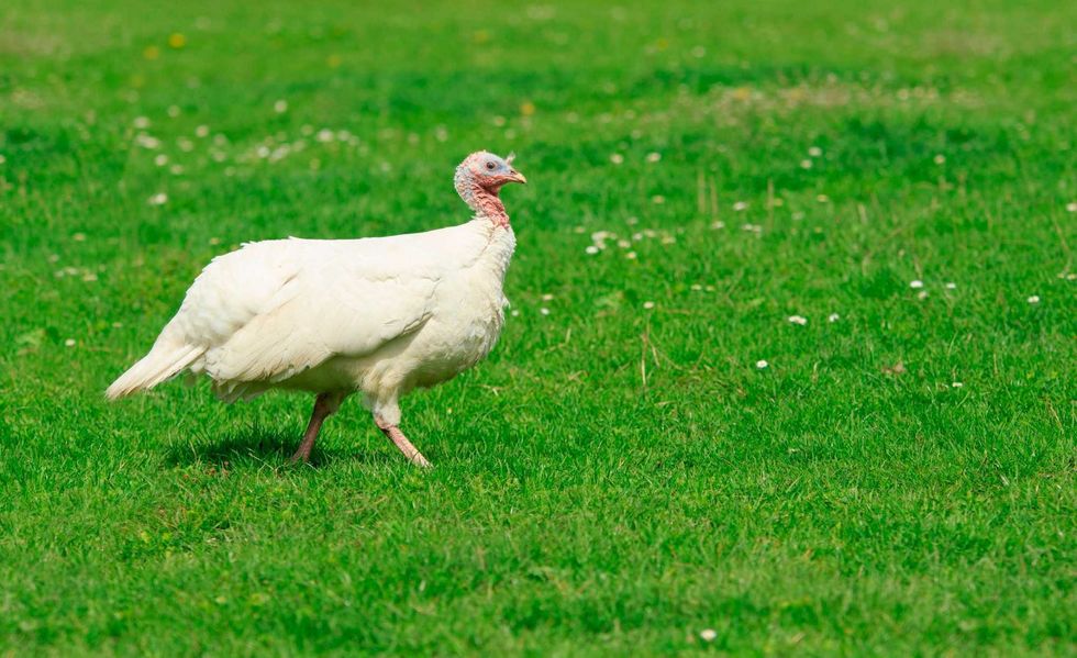 Albino Turkey