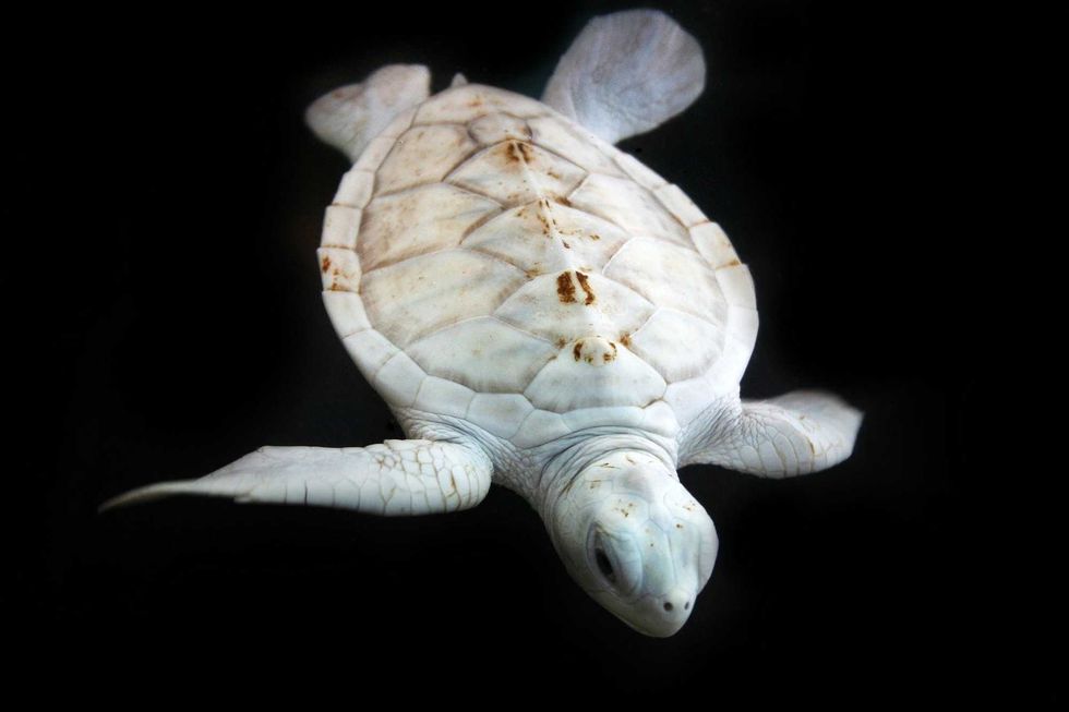 Albino Turtle