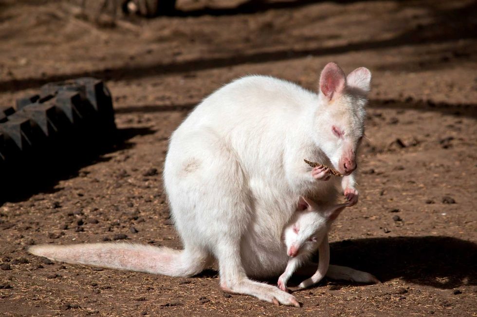 Albino Wallaby