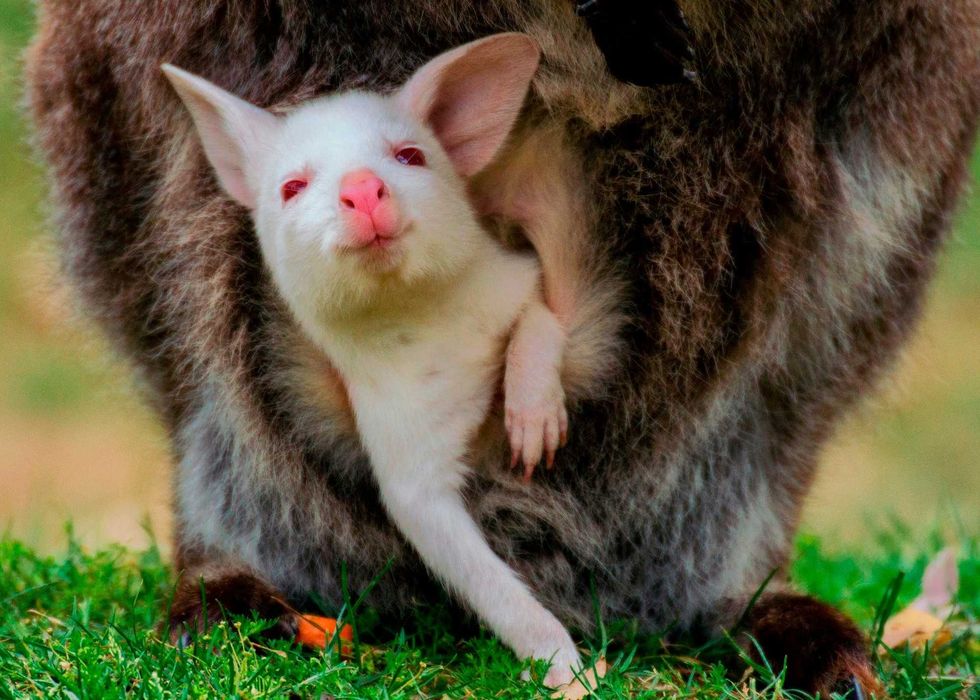 Albino Wallaby