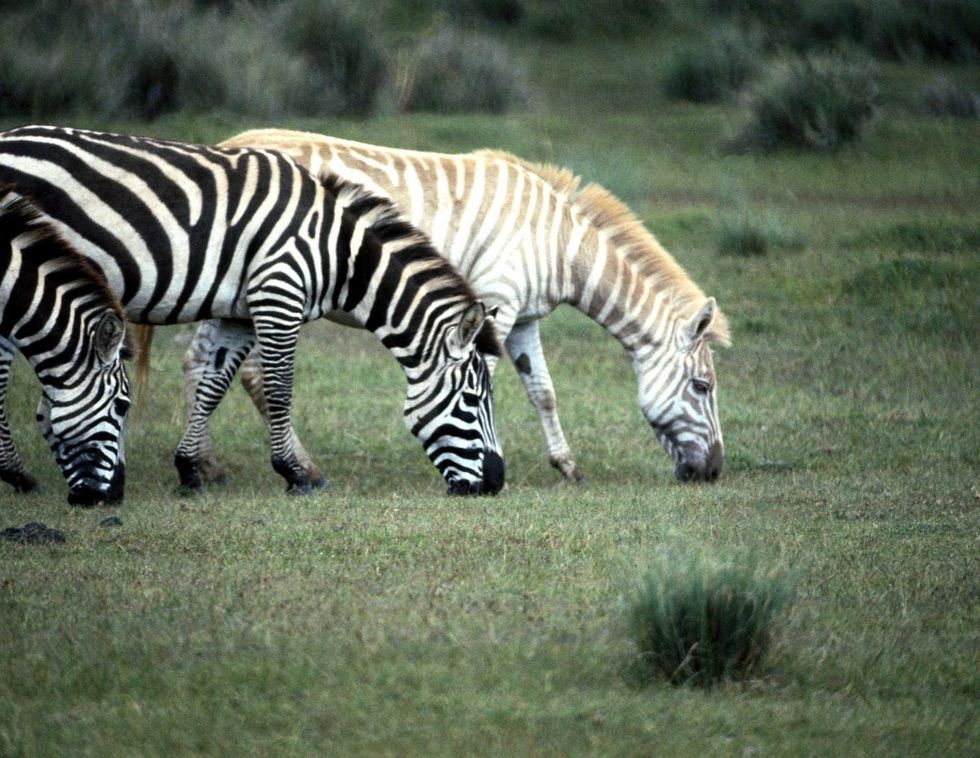 Albino Zebra