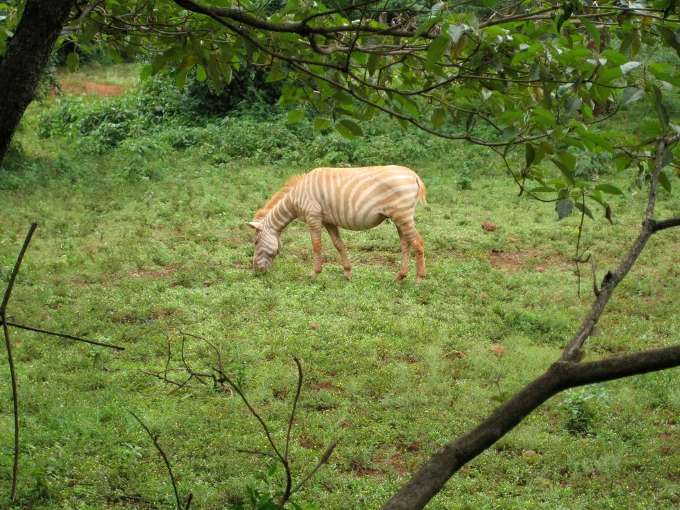 Albino Zebra