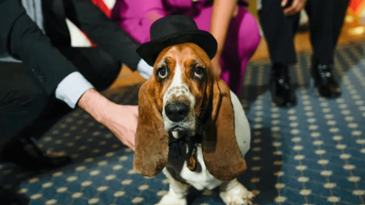 alcalde canino de NYC