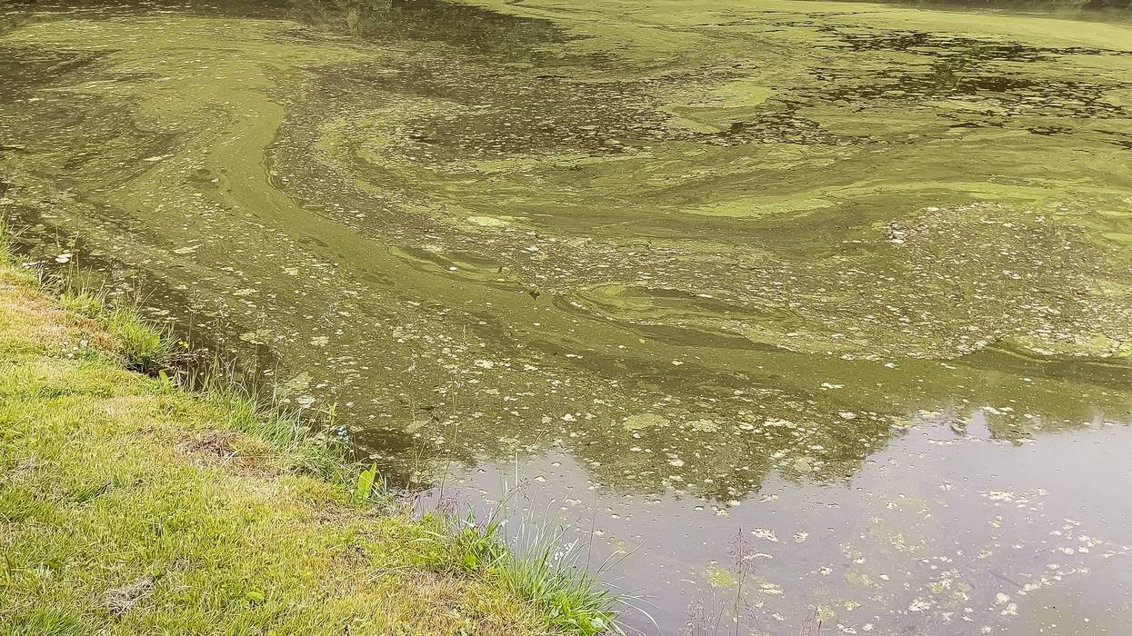Algae bloom