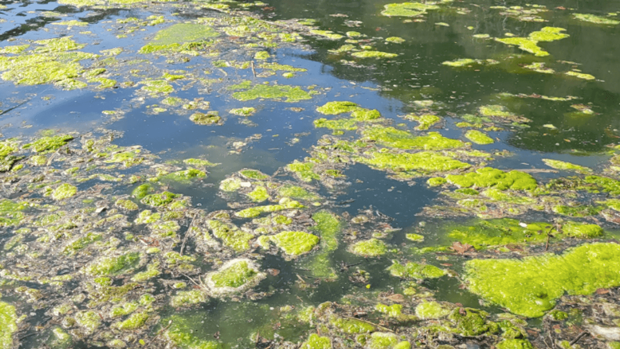 Algae