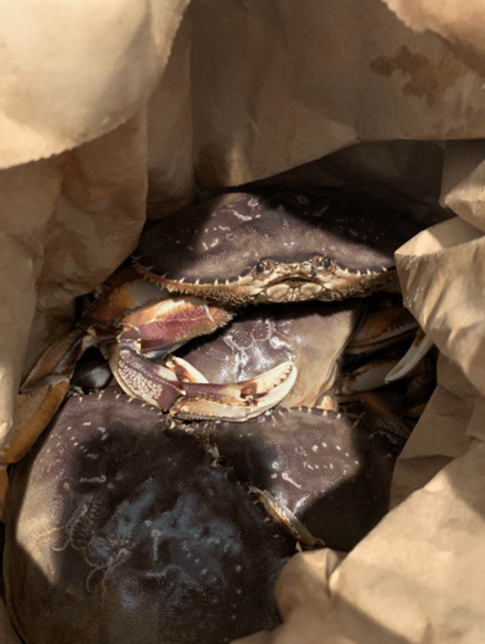 Alice Wertz/KCBS Radio