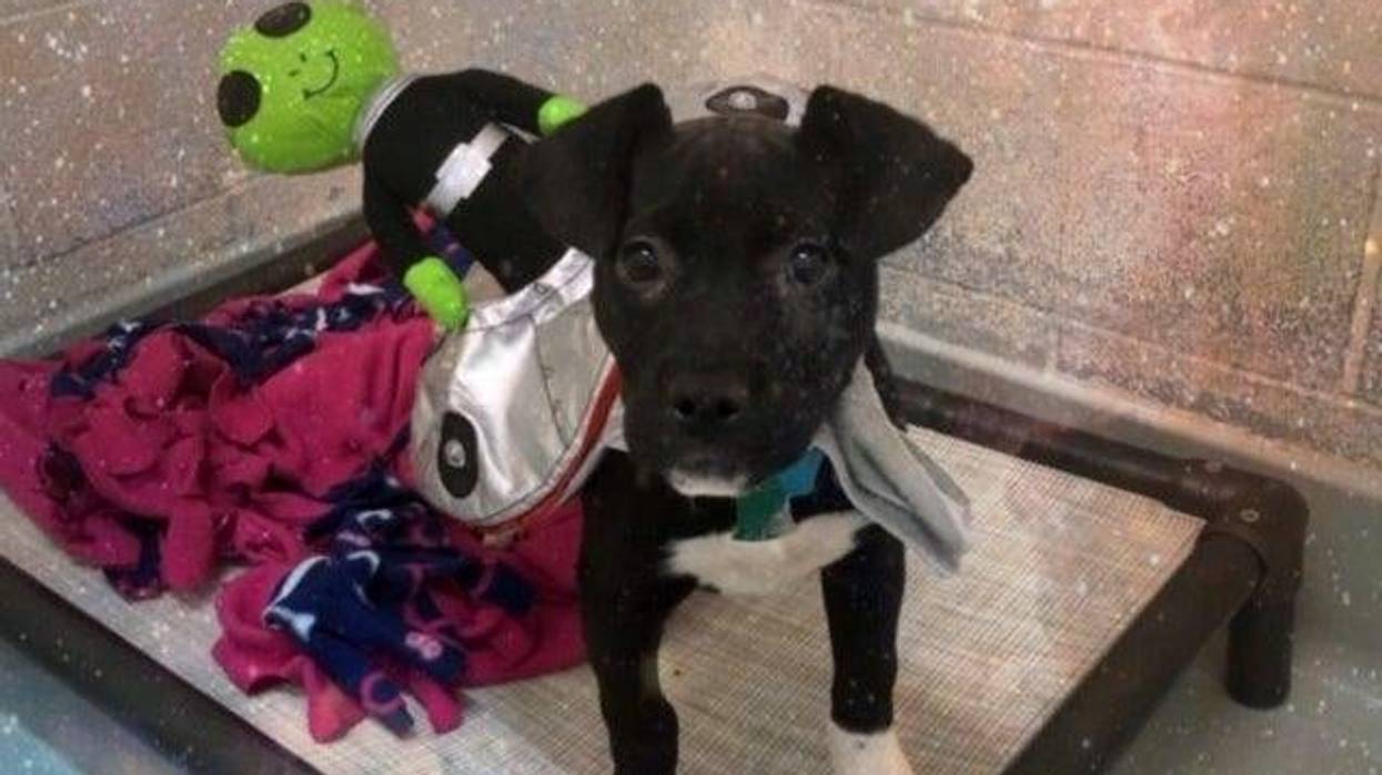 Alien Dog