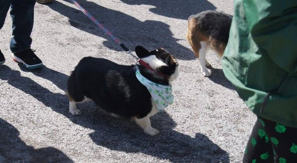 All IRISH for the annual St. Patrick's Day Parade