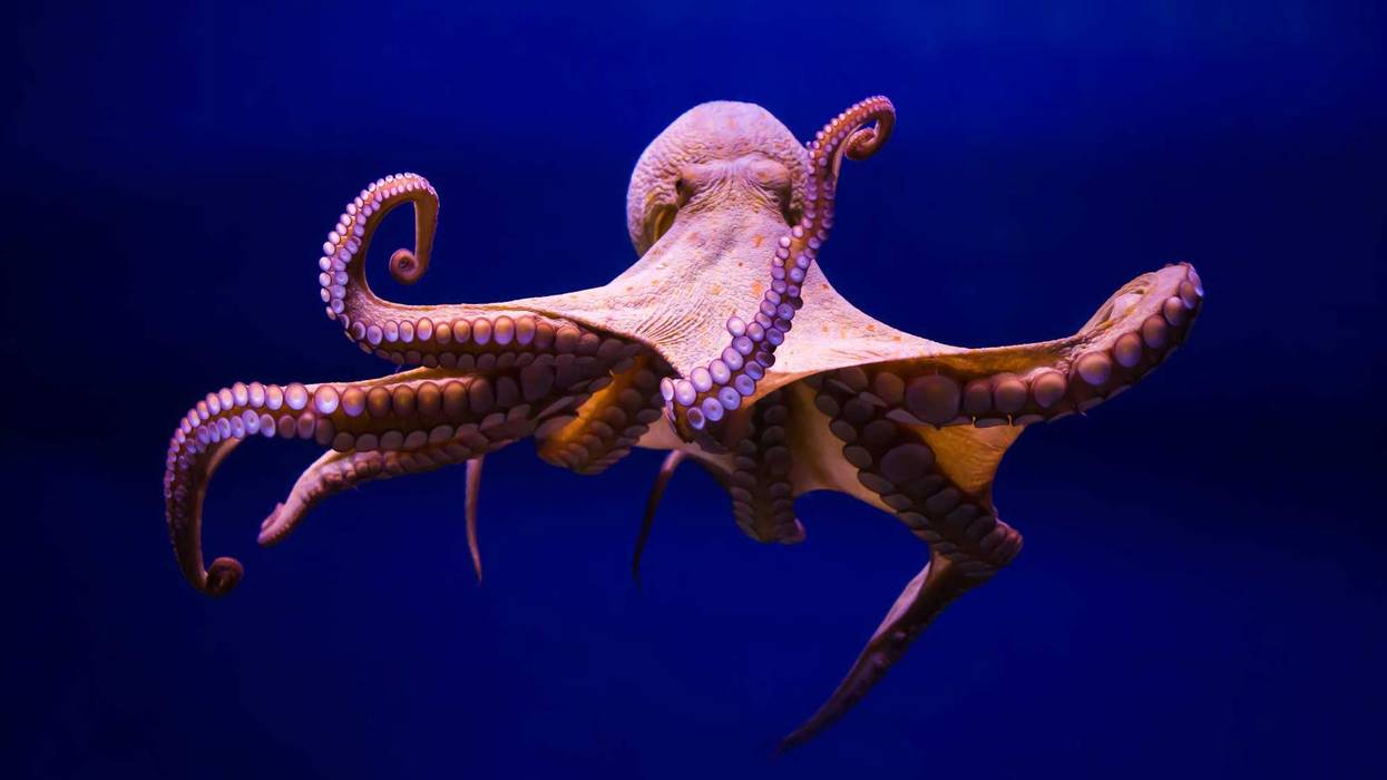 All octopus -- such as this one -- and squid may have an ancestor with 10 arms rather than eight.