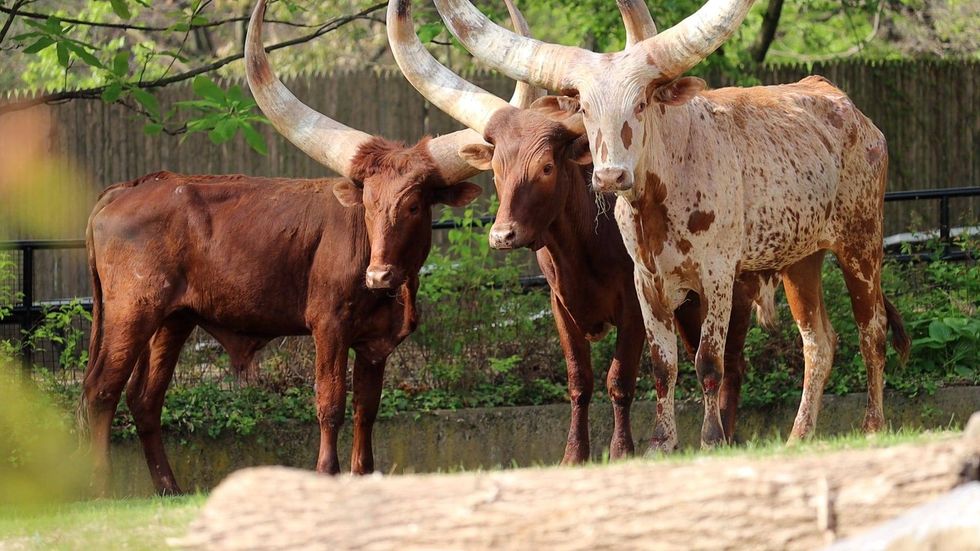 All three Ankole cattle at the Philadelphia Zoo.