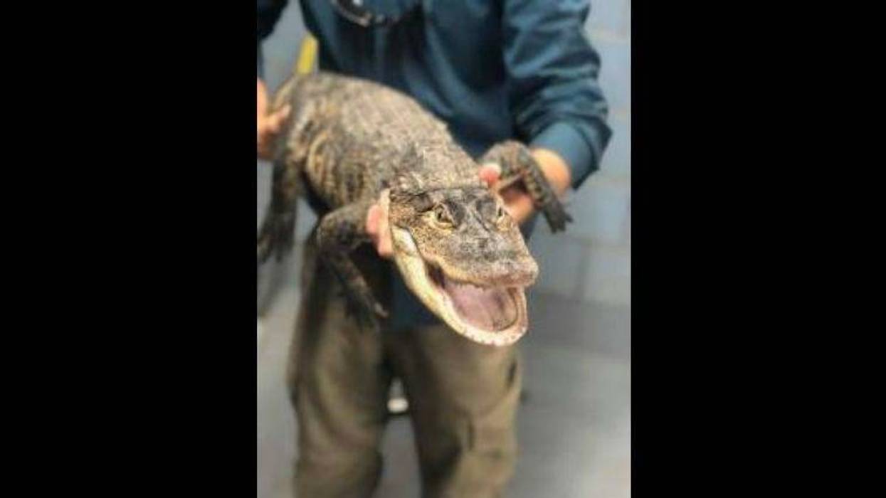 Alligator captured in Humboldt Park lagoon