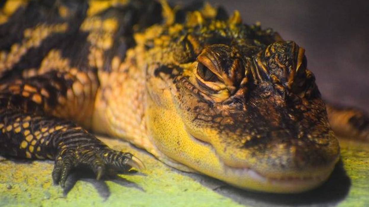 Alligator caught in east Dallas