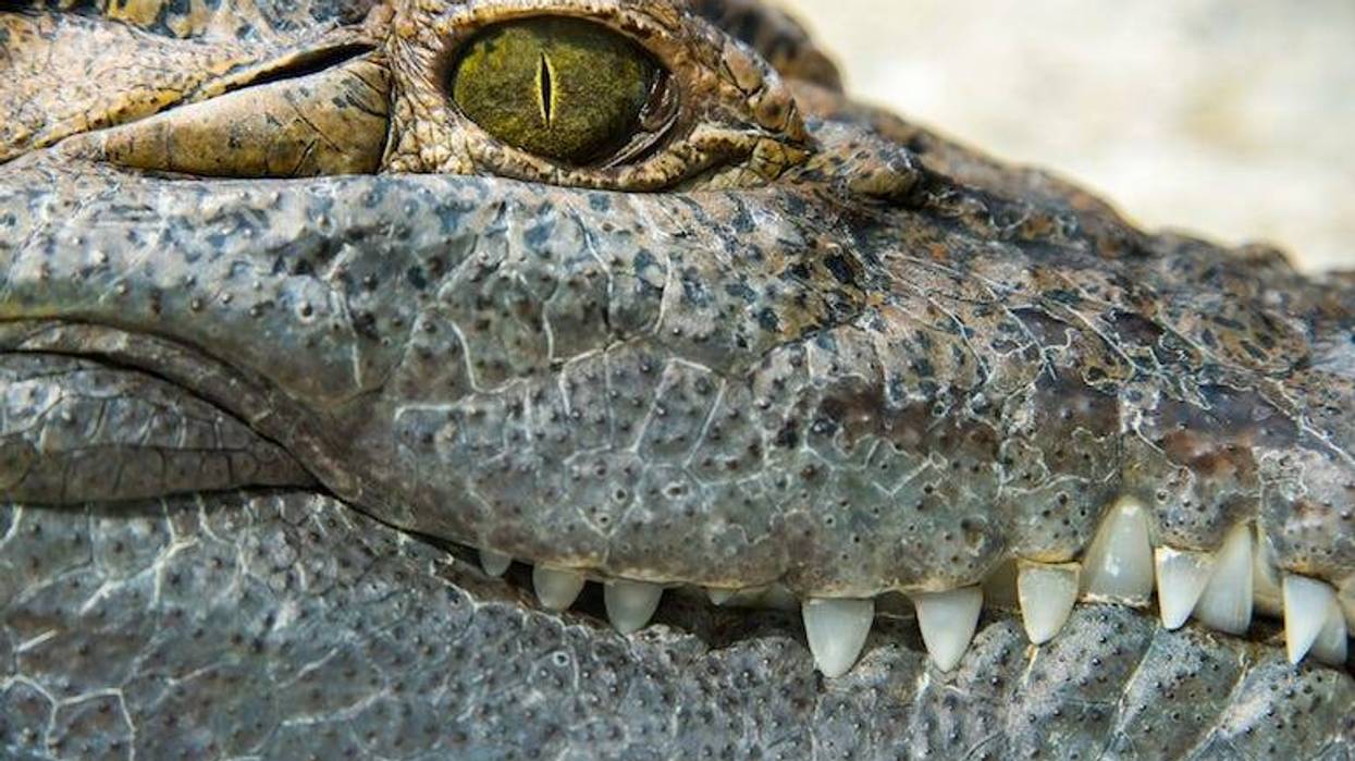 Alligator, Eye, Close Up