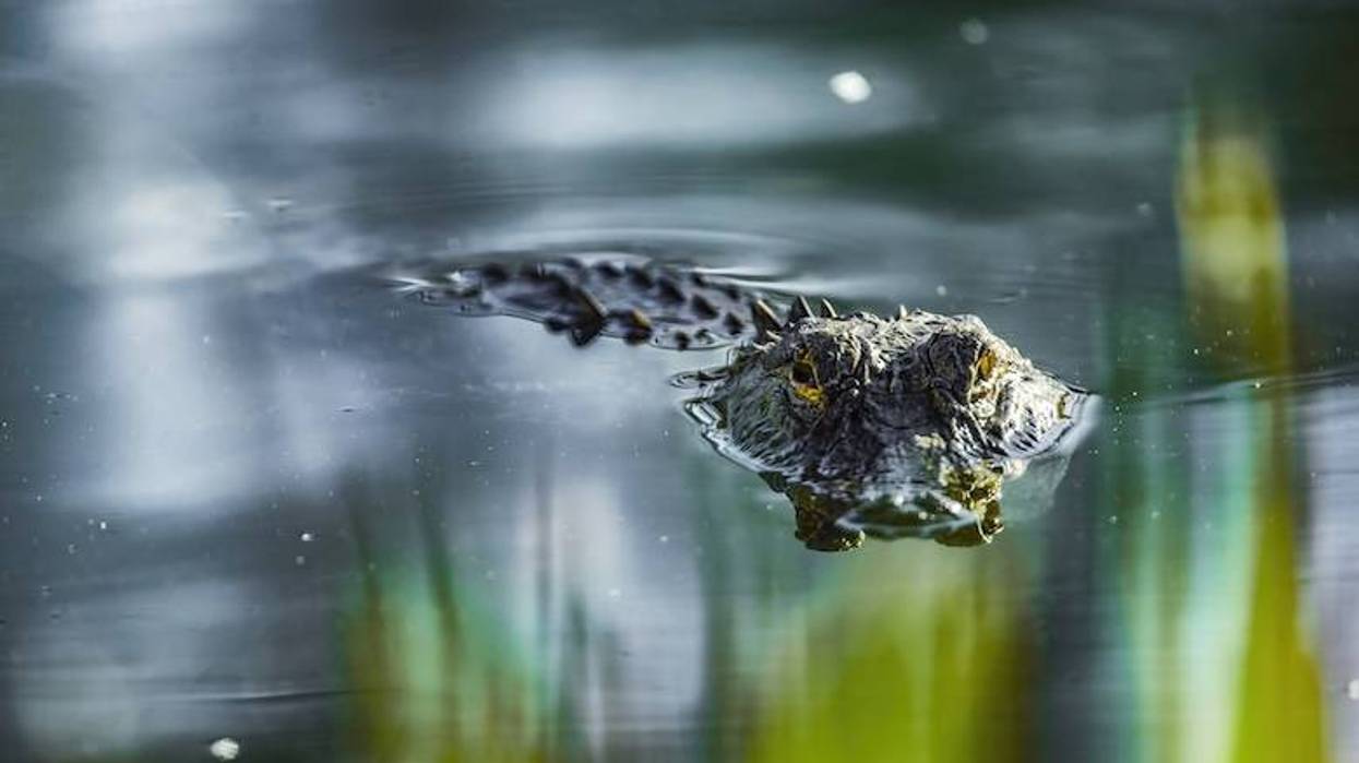 Houston-area police capture alligator swimming in a residential pool for second time in a week