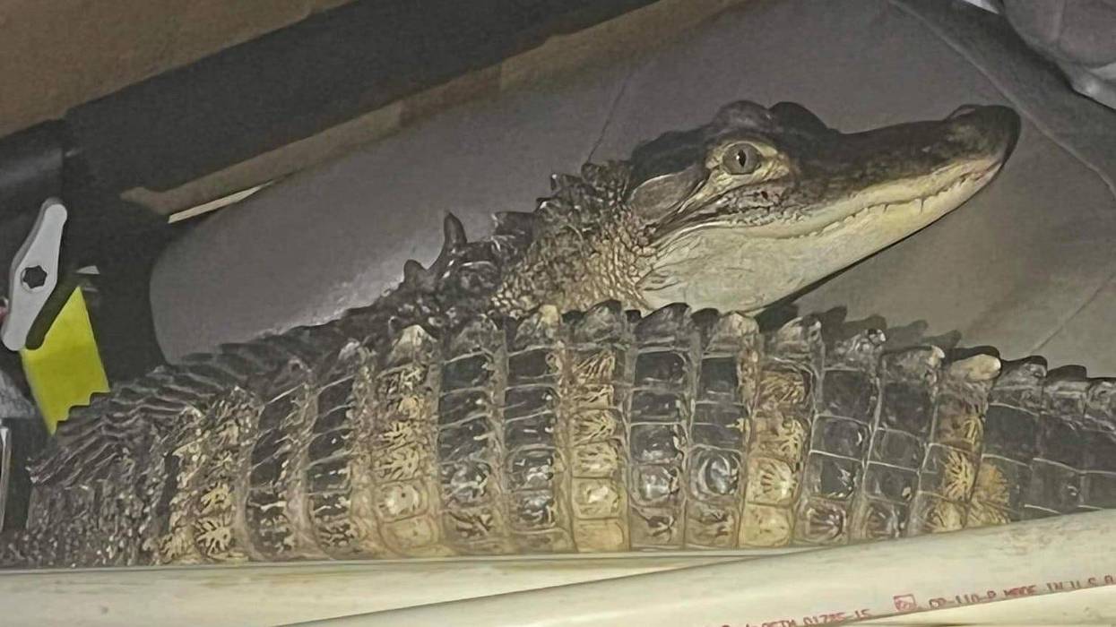 alligator found in car after police chase in Michigan