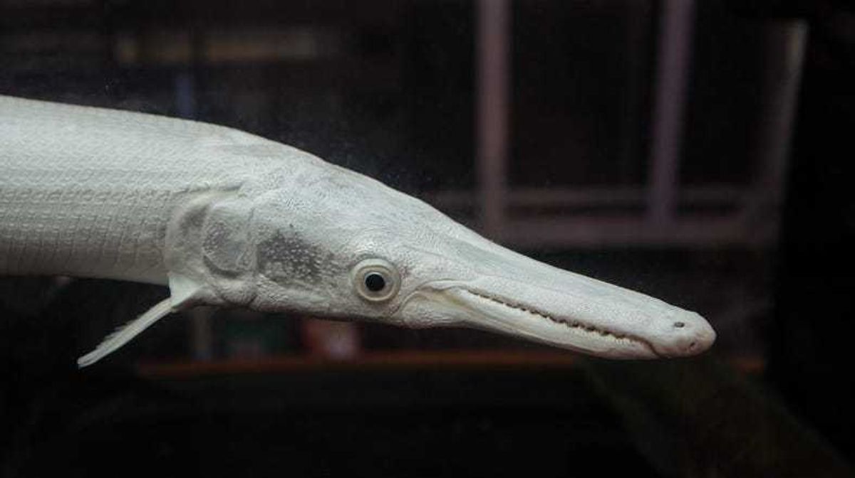 Alligator gar