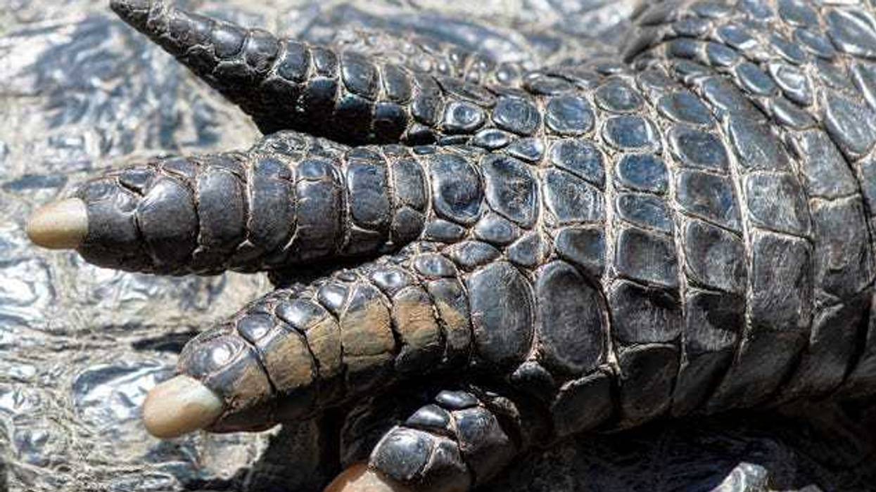alligator hand with fingers stretched out, alligator skin background