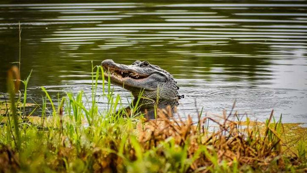 Alligator in a pond.