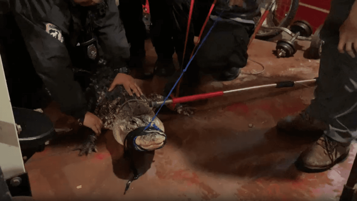 Alligator in North Philly basement