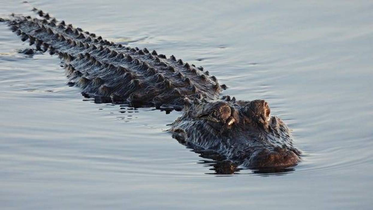 Alligator in the Charles