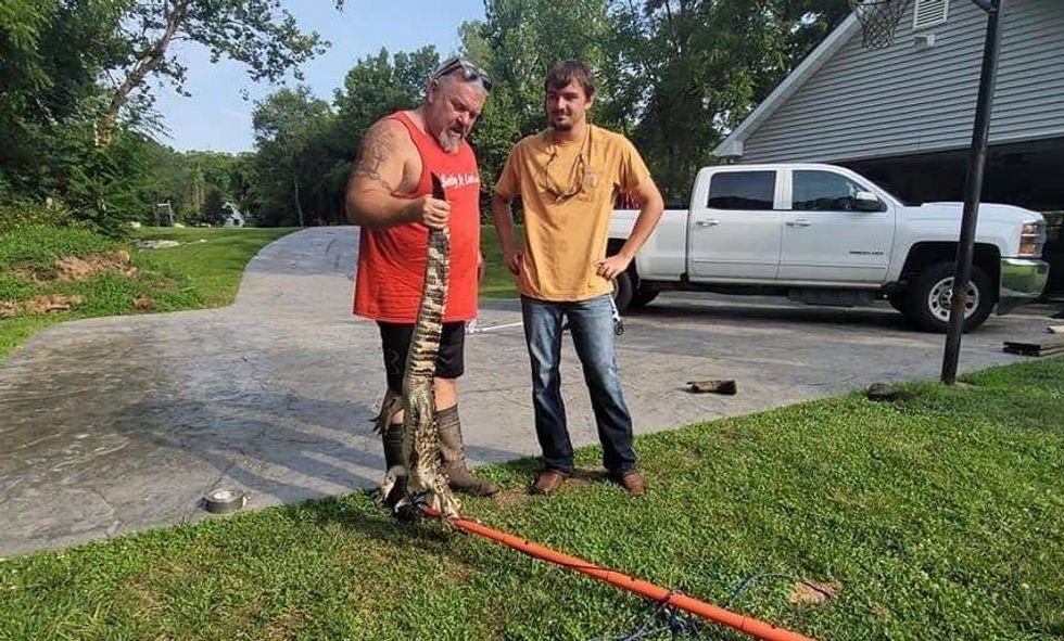 alligator in Wildwood