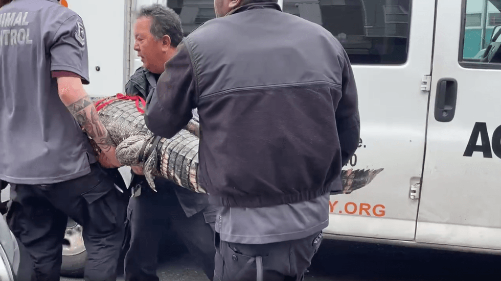 Alligator removed from North Philadelphia basement