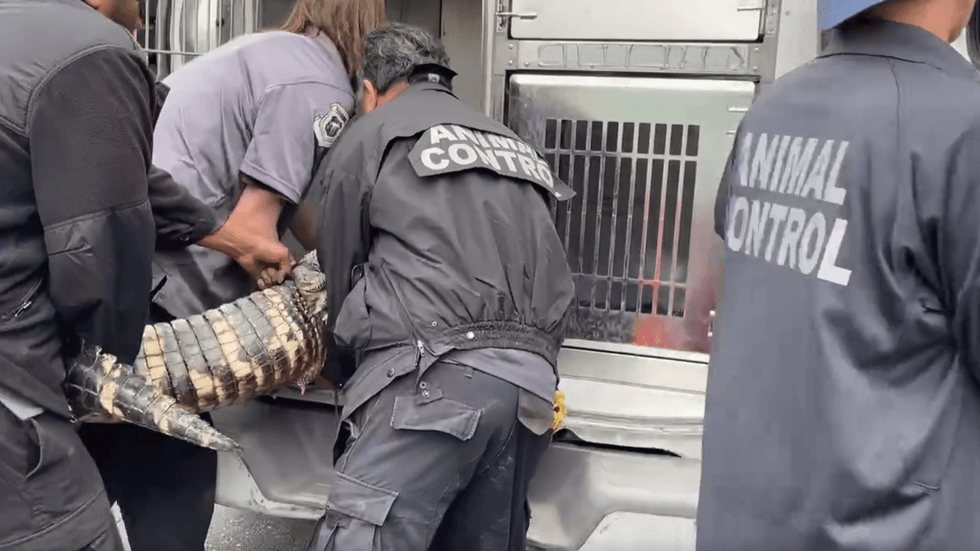 Alligator removed from North Philadelphia basement