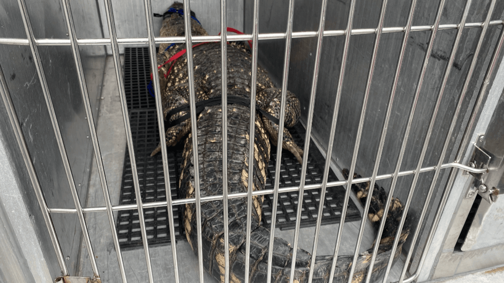 Alligator removed from North Philadelphia basement