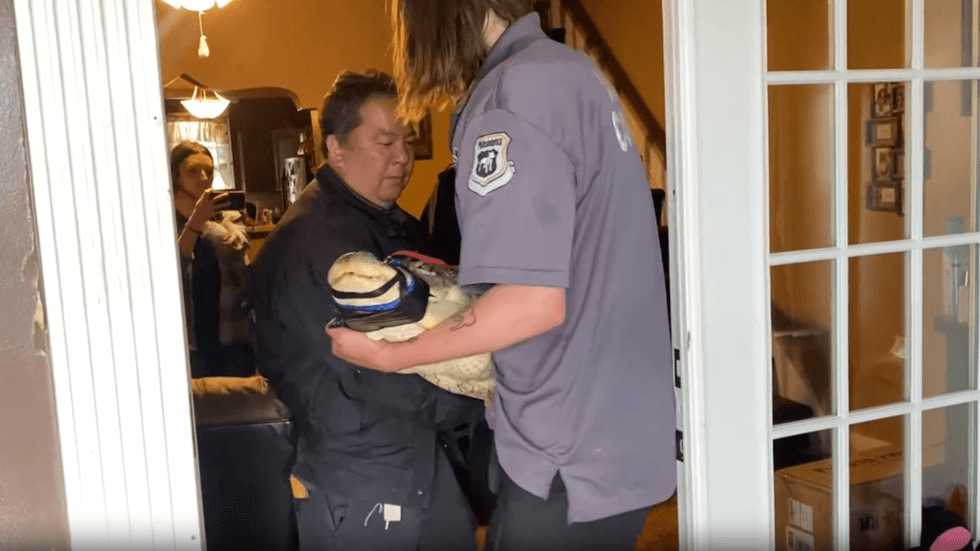 Alligator removed from North Philadelphia basement