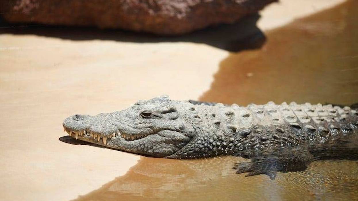 Alligator, Sand, Beach, Water, Resting