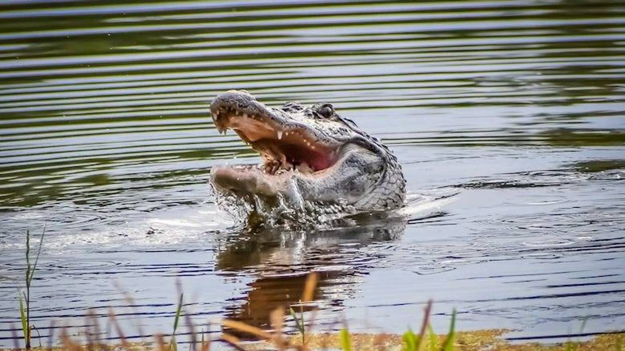 Alligator with its head poking out of the water