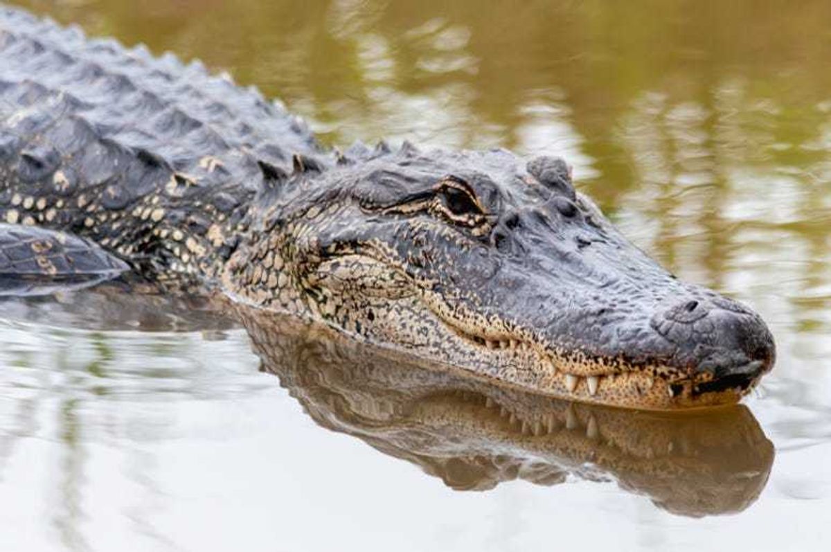 Alligator