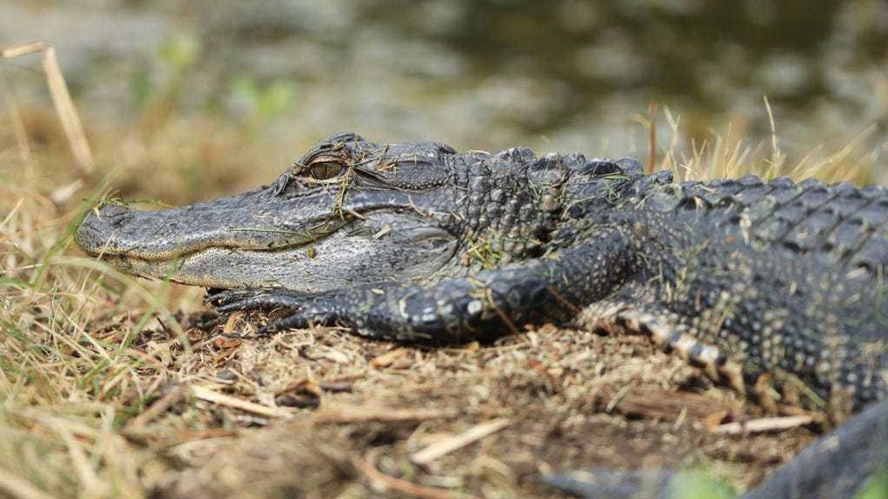 Alligator