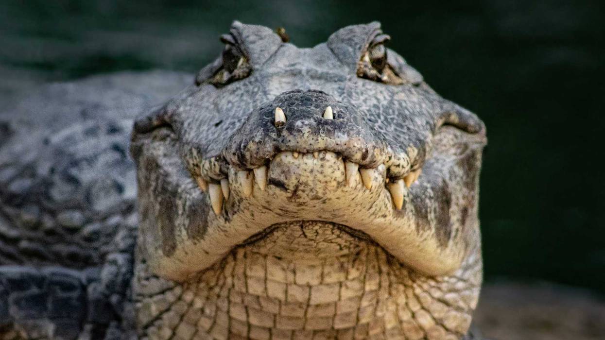 Alligator.