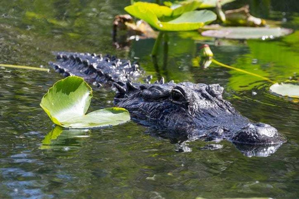 Alligator Charges at Kayaker in North Carolina River 