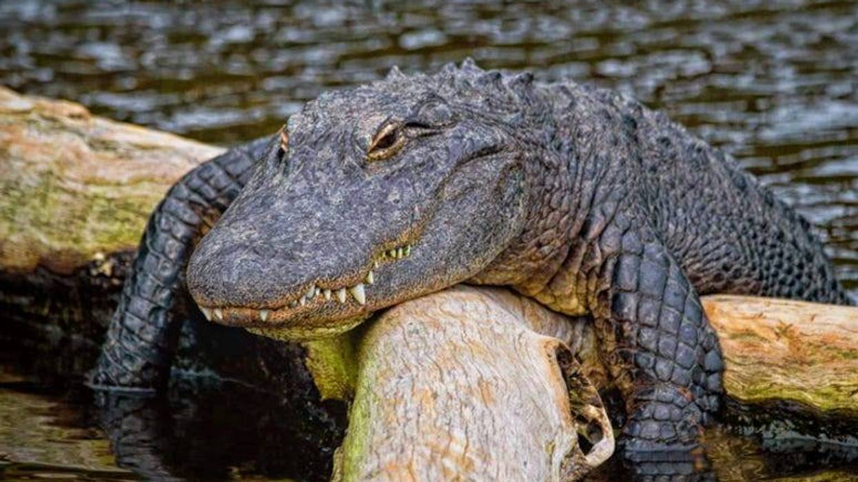 Alligator