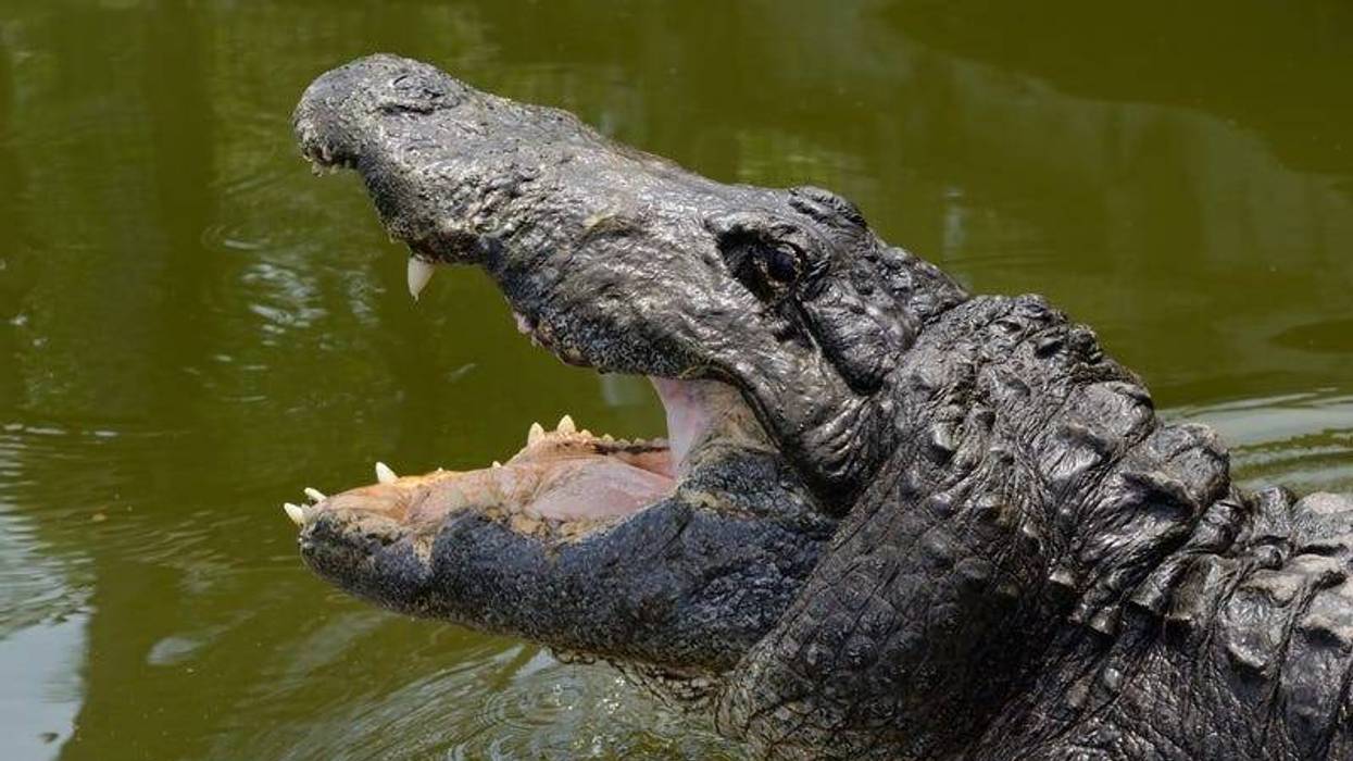 Alligator