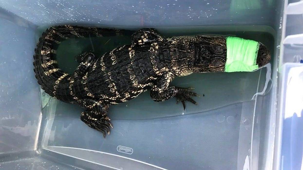 alligator