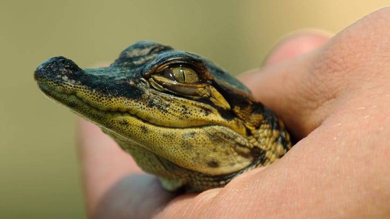 alligator