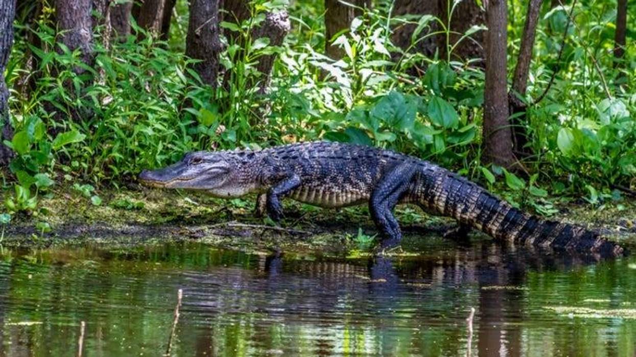 Alligator